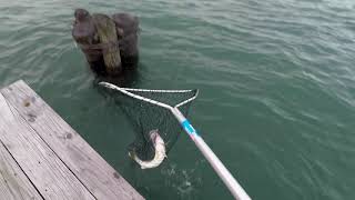 Shore Fishing For Walleye On The StClair River [upl. by Rosalyn]