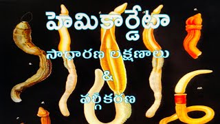 HemiChordata General characters amp Classification హెమికార్డేటా సాధారణ లక్షణాలు amp వర్గీకరణ [upl. by Leor]