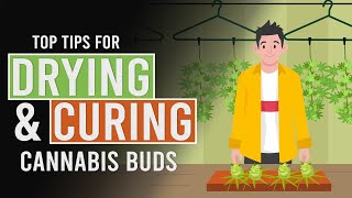 Tips to Help you Dry amp Cure your Cannabis [upl. by Aratak]