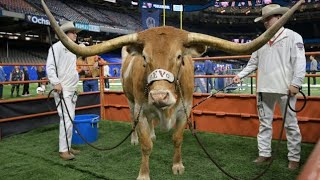 Texas mascot Bevo attacks Georgia mascot UGA  revisited [upl. by Ytsur71]