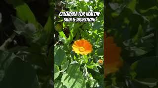 Calendula officinalis for healthy skin amp digestion 🌼 herbalremedies [upl. by Dviad704]