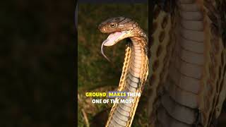 Deadly Facts About King Cobras 🐍 facts cobra [upl. by Nwonknu]