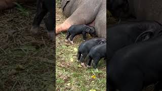 Day Old Meishan Piglets Getting Tired Nursing pig animals farming meishan piglets [upl. by Miza]