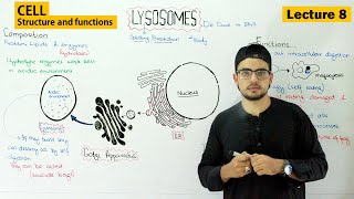 lysosomes structure and function  Video 8 [upl. by Ylremik]