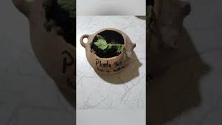 Experimento de Plantas [upl. by Luanne]