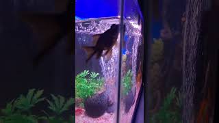 Goldfish Fish Tank AQUARIUM LOVERS PUNE shorts [upl. by Marj]