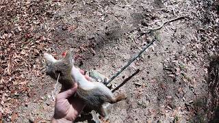 Blowgun Squirrel Hunting [upl. by Nations682]