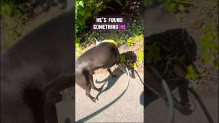 Walk Time With Rascal  Part 32 dog dogs doglover shorts short viral youtube youtubeshorts [upl. by Teddie372]