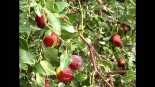 Chungs jujube farm 100 Organic [upl. by Sloatman633]