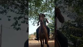 Como destravar a nuca do meu cavalo [upl. by Argella]