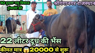 दाम मात्र 😱 20000 से शुरूआज खरीदो 22 लीटर से 30 लीटर दूध की भैंस और गायShri ganganagar dairy farm [upl. by Sanbo]