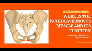 What Is The Ischiocavernosus Muscle And Its Function [upl. by Sidras]