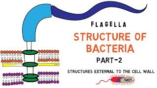 Structure of Bacteria  Part 2  Flagella  Pili  Capsule [upl. by Nehr]