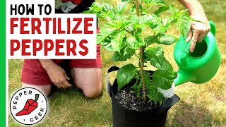 How To Fertilize Peppers Complete Guide  Pepper Geek [upl. by Ledarf]