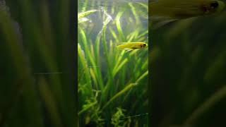 A simple planted aquarium setup ☘️ aquarium music ytshorts [upl. by Kenwee]