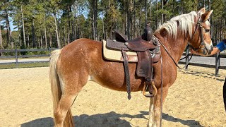 Haflinger riding [upl. by Ennoira]