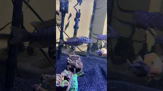 African Cichlids 🐠 africancichlid africancichlidtank fish fishtank aquarium ytshorts shorts [upl. by Midian]