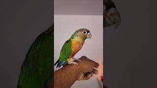 The Beautiful Coloration Bird Yellow Sided Conure Available 🥰Hyper Red Factor 🔥🔥Tamed amp Trained [upl. by Dareen]