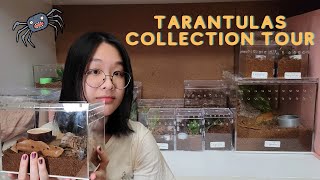 MEET ALL 46 OF MY TARANTULAS Collection tour 2021 [upl. by Keeryt]