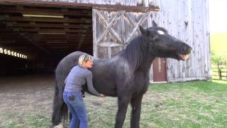 Dialoging with your horse mindfully [upl. by Rosalinde]