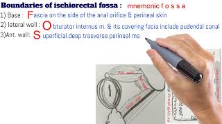 ischiorectal fossa content and boundaries made easy [upl. by Palila]