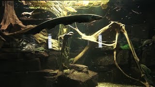 Zitteraal und Harnischwelse Zoo Aquarium Berlin 2018 4K [upl. by Siroval946]