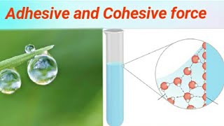 Cohesive and Adhesive force  Wetting and nonwetting liquids  Fluid mechanics [upl. by Ennovehs477]