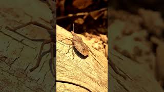 Brown marmorated stink bug nature animal life wildlife bug savenature saveanimals [upl. by Surtimed]