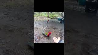 I feed eastern rosellas by hand nature [upl. by Lledraw557]