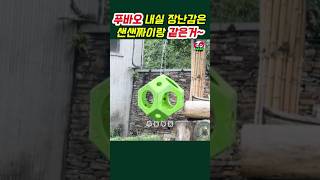 🚦푸바오 새장난감은 샌샌자이 방사장에도 있어요 푸바오실시간 푸바오근황 애버랜드 판다월드 아이바오 러바오 루이바오 후이바오 강바오 송바오 푸둥푸둥 贤贤崽熊猫 [upl. by Bergman]