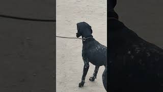 German shorthaired pointer dog barking  dog barking sound dog doglover pointerdog [upl. by Alwitt]