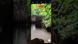 Mangrove Forest travel explore naturalwonder shorts [upl. by Godding]