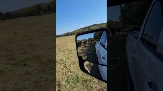 Moving heifers to next paddock rotationalgrazing cattle cows heifers paddocks movingday [upl. by Nylyrehc250]