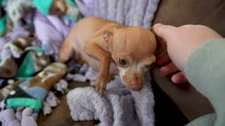 Dog Dad Gently Soothes Terrified Chihuahua During PTSD Episode [upl. by Donell]