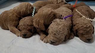 Finleys F1b Goldendoodle Puppies Week 2 Update [upl. by Natassia]