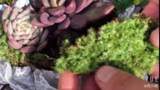 Cushion Moss Leucobryum Glaucum [upl. by Morry]