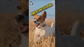 American Foxhound October2024pukhtanarelaxingworldsurvivingvlogs dogbreeddog [upl. by Ramor]