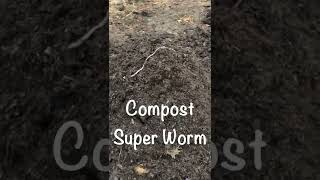 Compost Super Earthworm shorts garden gardening compost earthworms [upl. by Lefty]