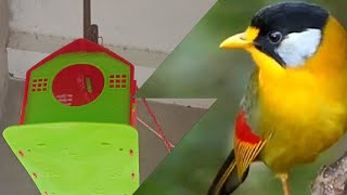 Unboxing Birds House mysterytravelsTamil889Meesho [upl. by Neras]