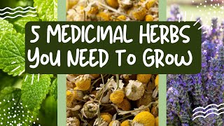 Medicinal Herbs to Grow 5 Medicinal Herbs You Need to Grow in Your Garden [upl. by Haslett128]