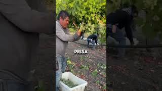 Trabajando Al 100 Top Quality vineyard Management LLC [upl. by Ayetal]