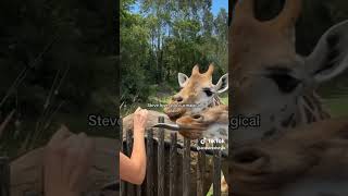 This was a bucket list moment steveirwin australiazoo Shorts [upl. by Attebasile]