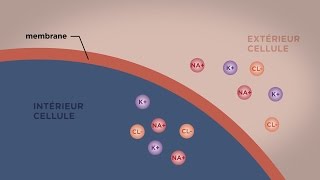 MOOC côté cours  Le transport direct au travers des membranes [upl. by Annoek]