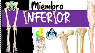 Miembro Inferior ‐ Fácil y didáctico [upl. by Haikan683]