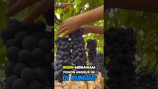 Unique How to Planting Grape At Home🌟🌳 Part 01 🌍 shorts short unique [upl. by Nevin438]