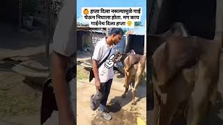 हप्ता नाही दिला म्हणून गाई घेऊन चालला होता cow cowmilk शेतकरीbrand royalशेतकरी farming [upl. by Lillywhite187]