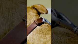 Full Grain Leather Dog Collar by Andar [upl. by Alyal]