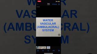 Water Vascular AmbulacralSystem [upl. by Ainsworth]