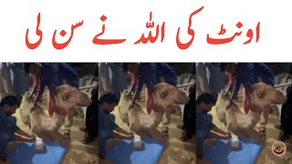 Camel Leg Cut  Camel Ka Ilaj Ho Rah Ha  Camel Qurbani  Tauqeer Baloch [upl. by Cyrilla]