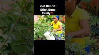 Easiest Way To Get Rid Of Stink Bugs💯 [upl. by Pilif]